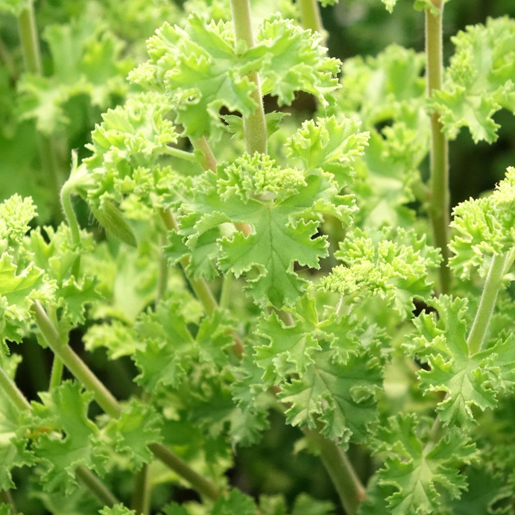 Pelargonium scented crispum Minor