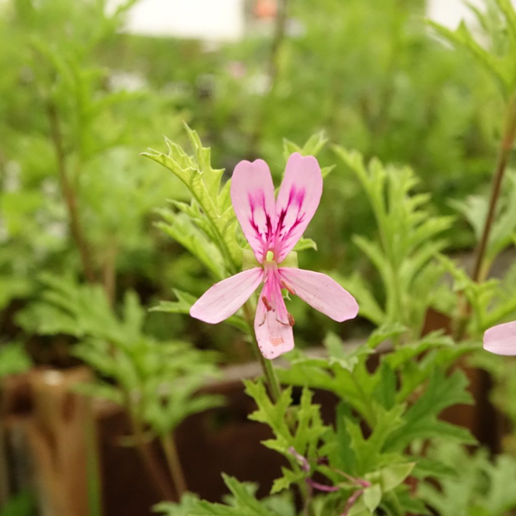 Pelargonium pseudoglutinosum