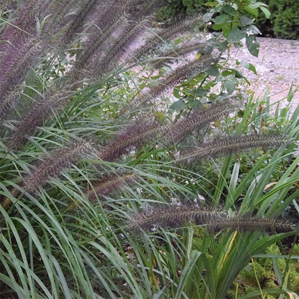 Pennisetum alopecuroides Black Beauty