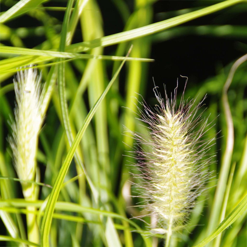 Pennisetum alopecuroides Hameln Gold