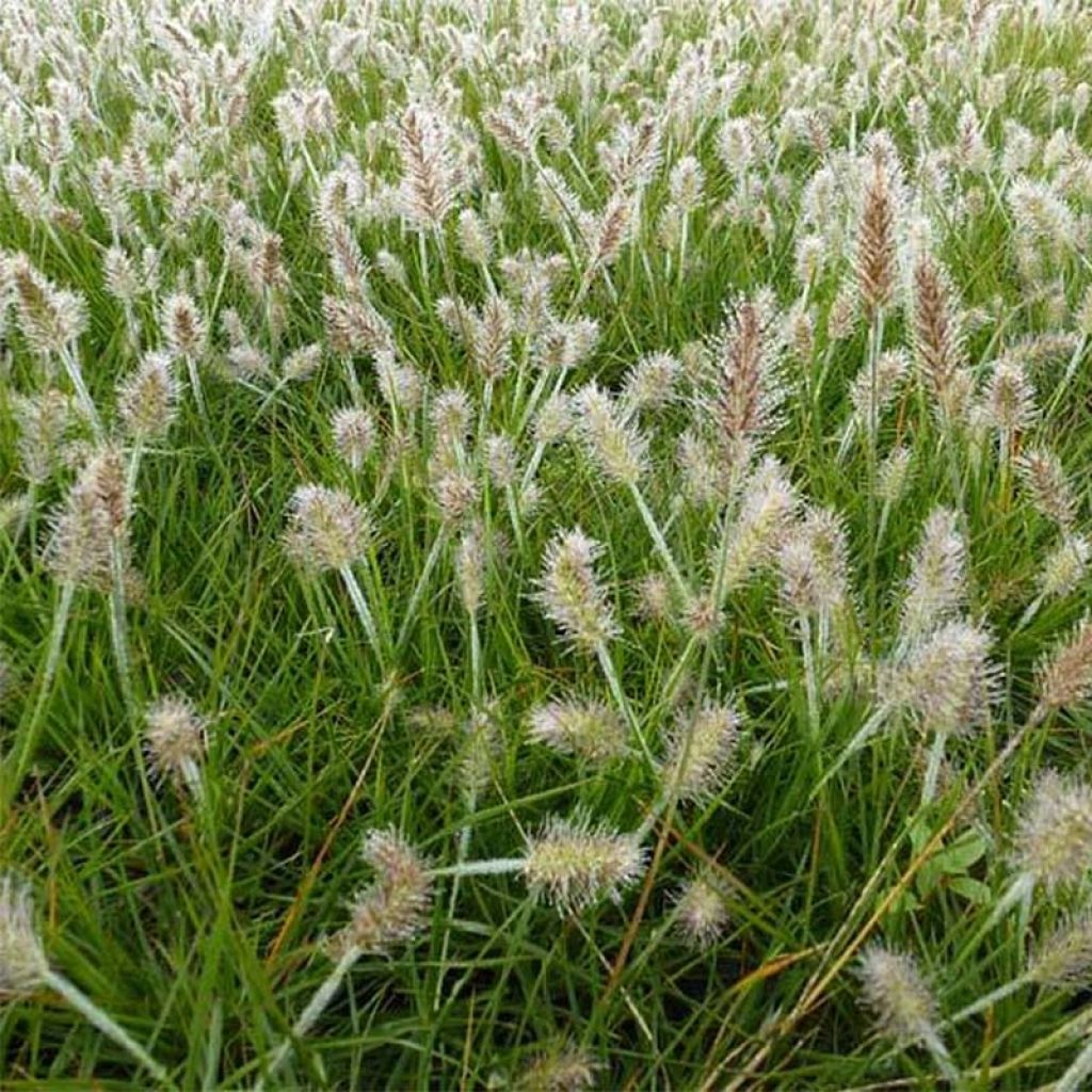 Pennisetum alopecuroides Little Bunny