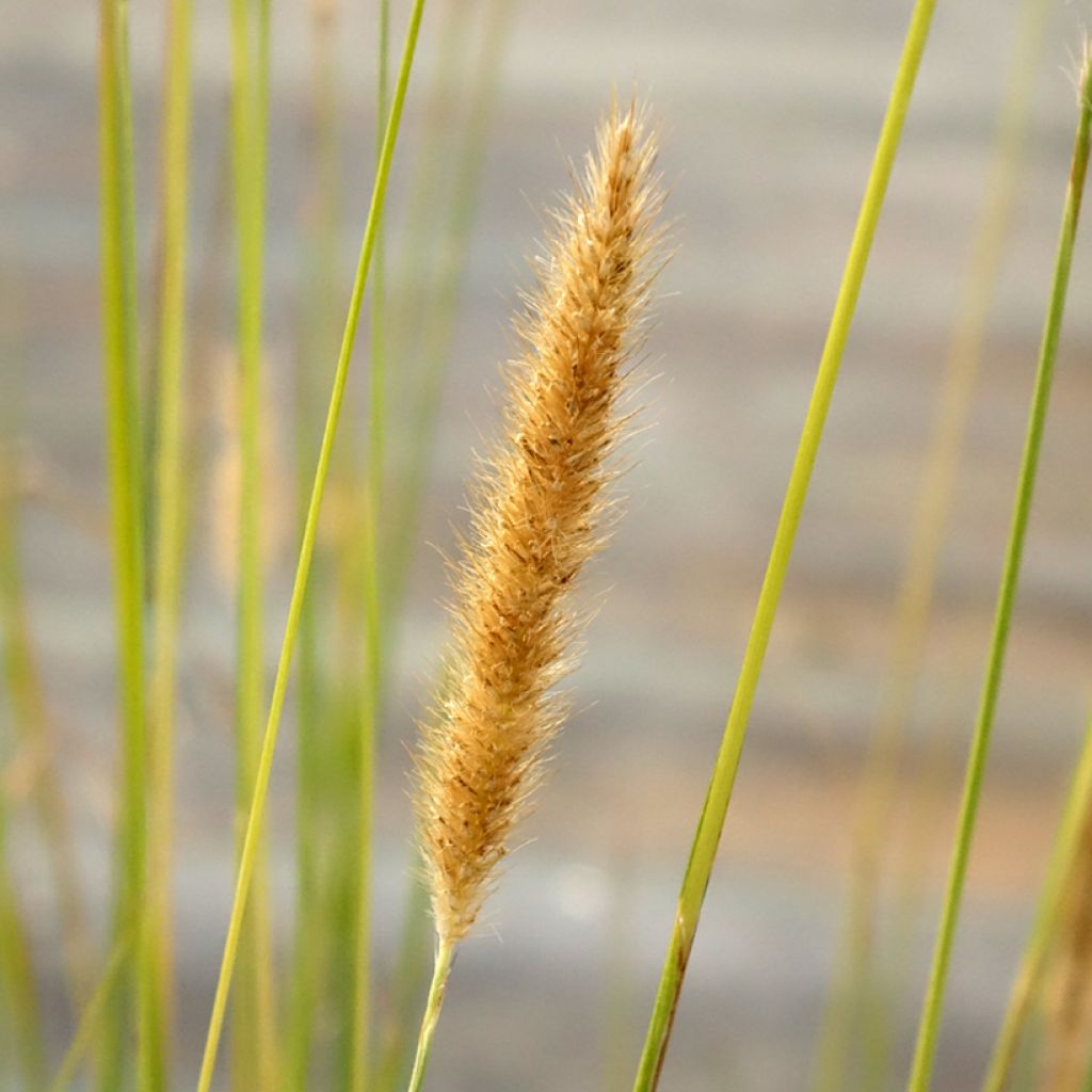Pennisetum macrourum