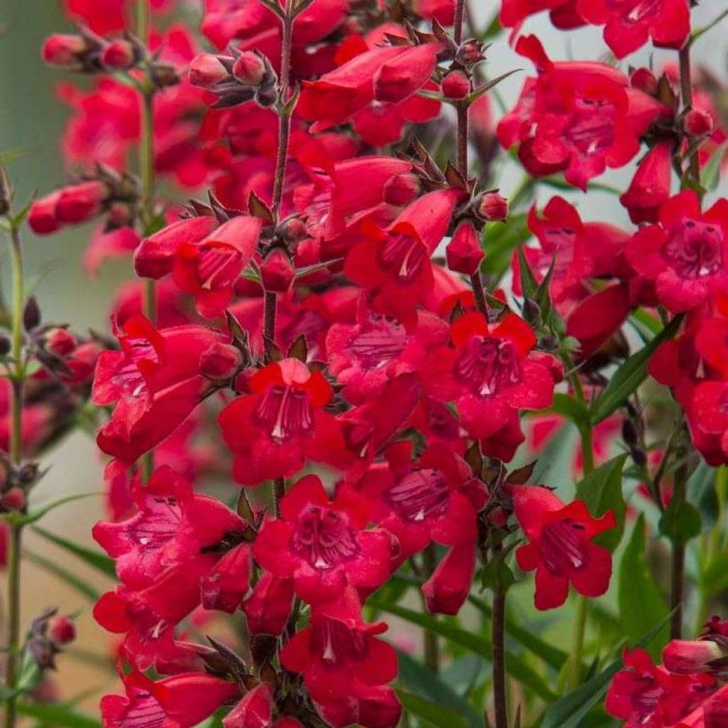 Penstemon Harlequin Vermelho