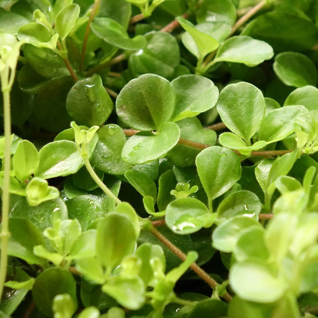Peperómia rotundifolia