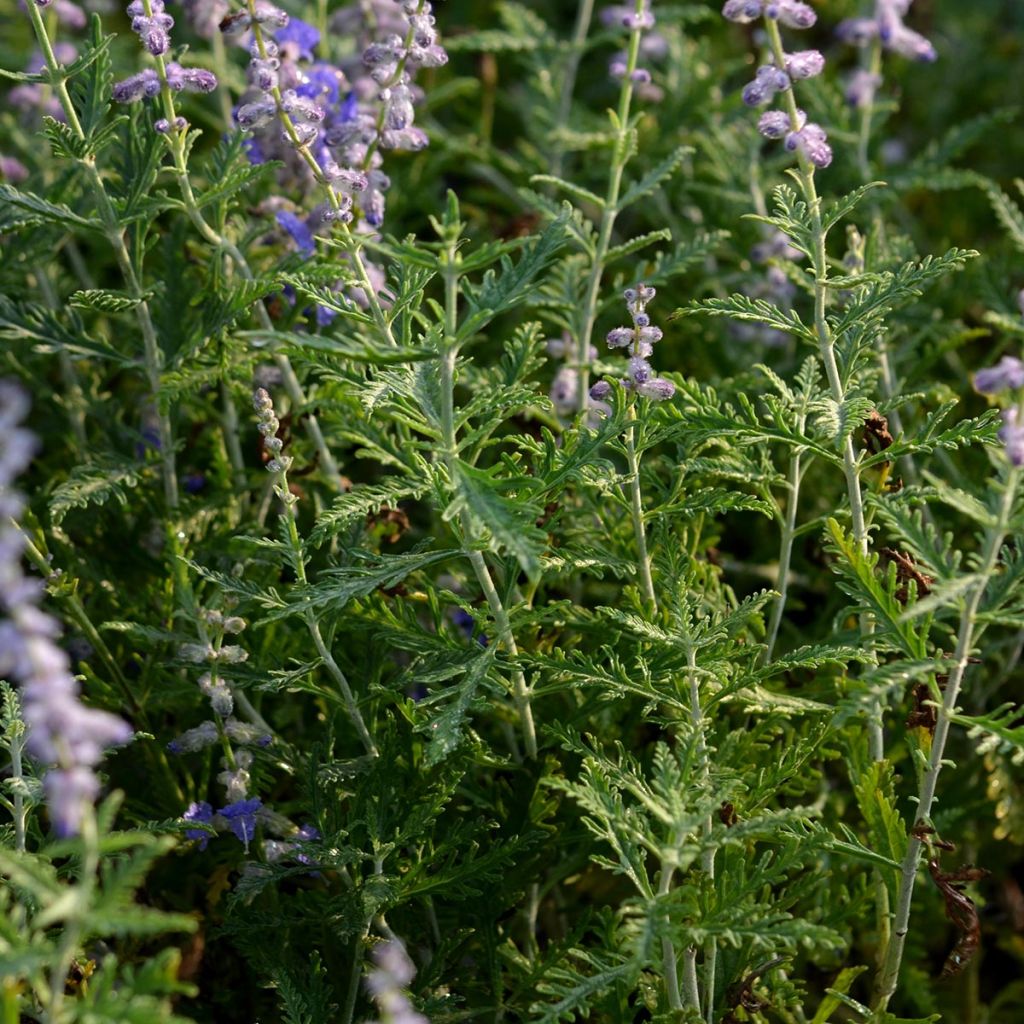 Perovskia atriplicifolia Blue Spire
