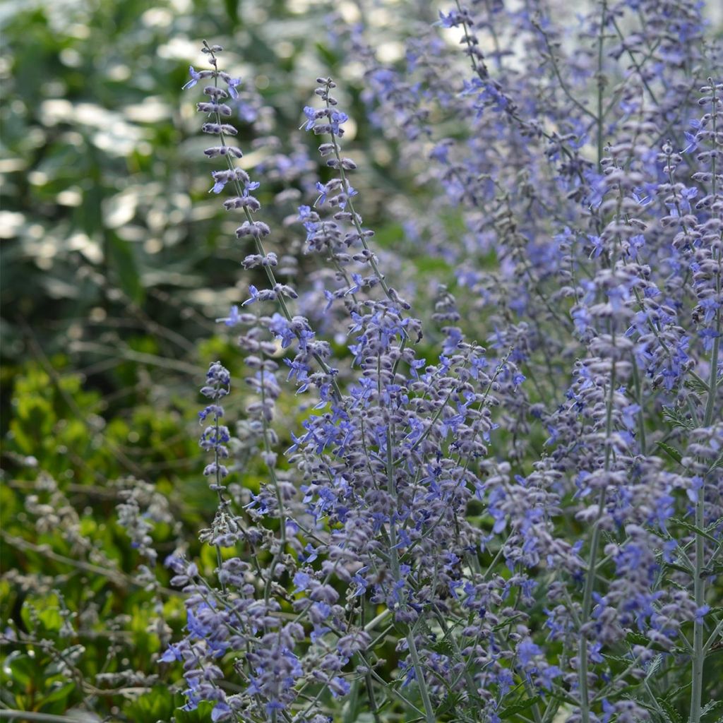 Perovskia atriplicifolia Blue Spire