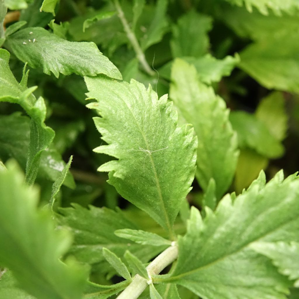 Perovskia atriplicifolia Blue Steel