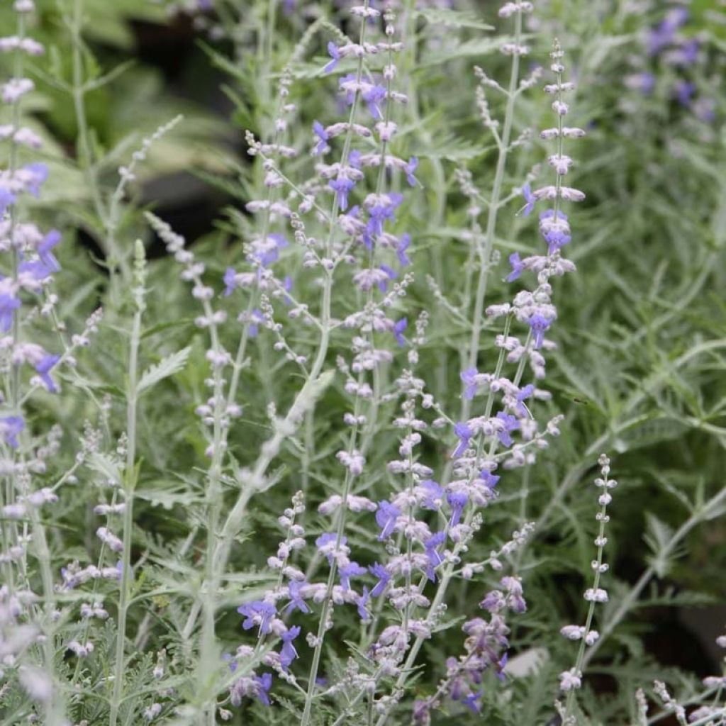 Perovskia atriplicifolia Blue Spire