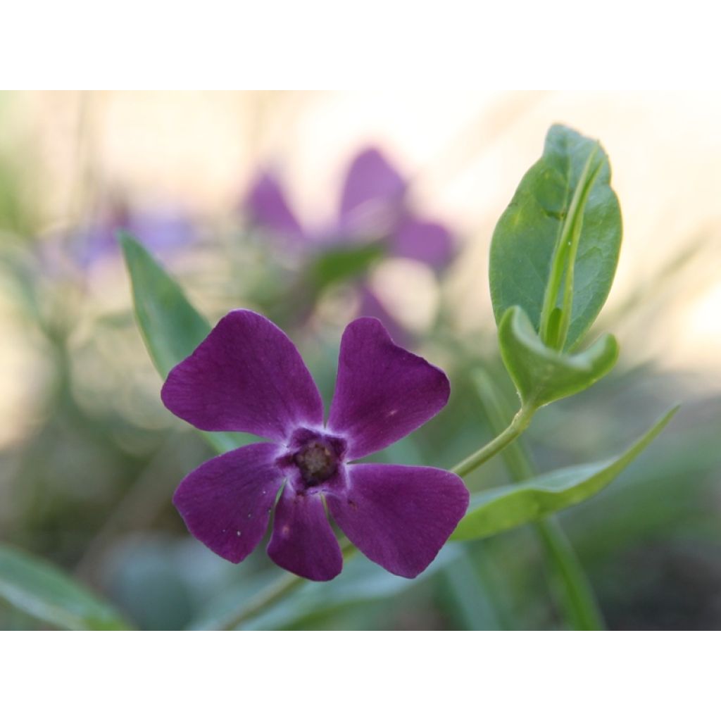Vinca-menor Atropurpurea