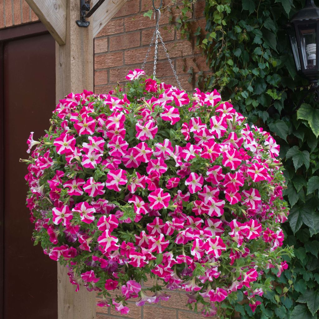 Petúnia Designer Rose Star