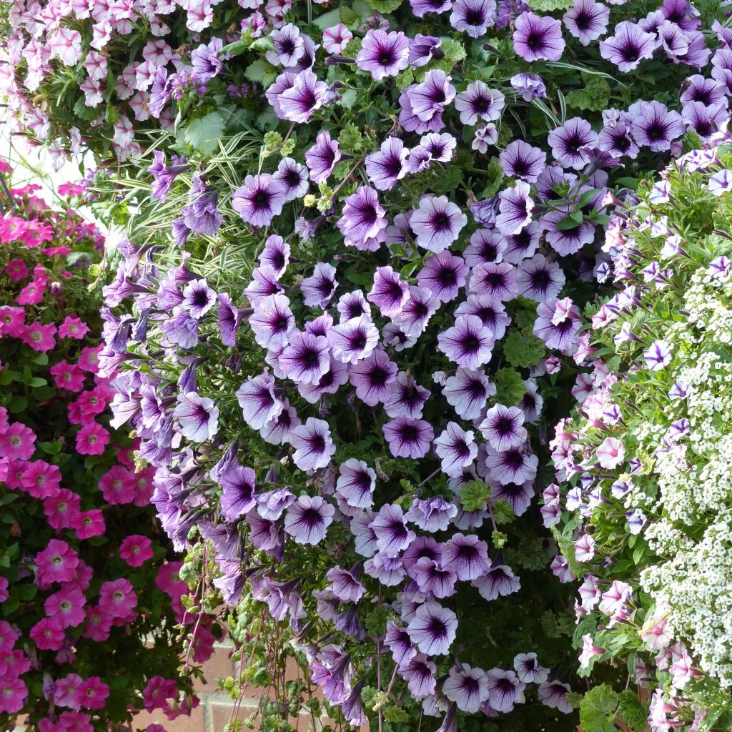 Petúnia Supertunia Bordeaux