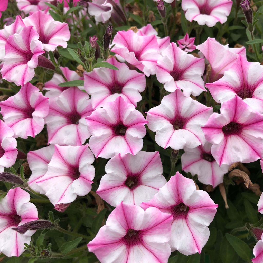 Petúnia Supertunia Pink Star
