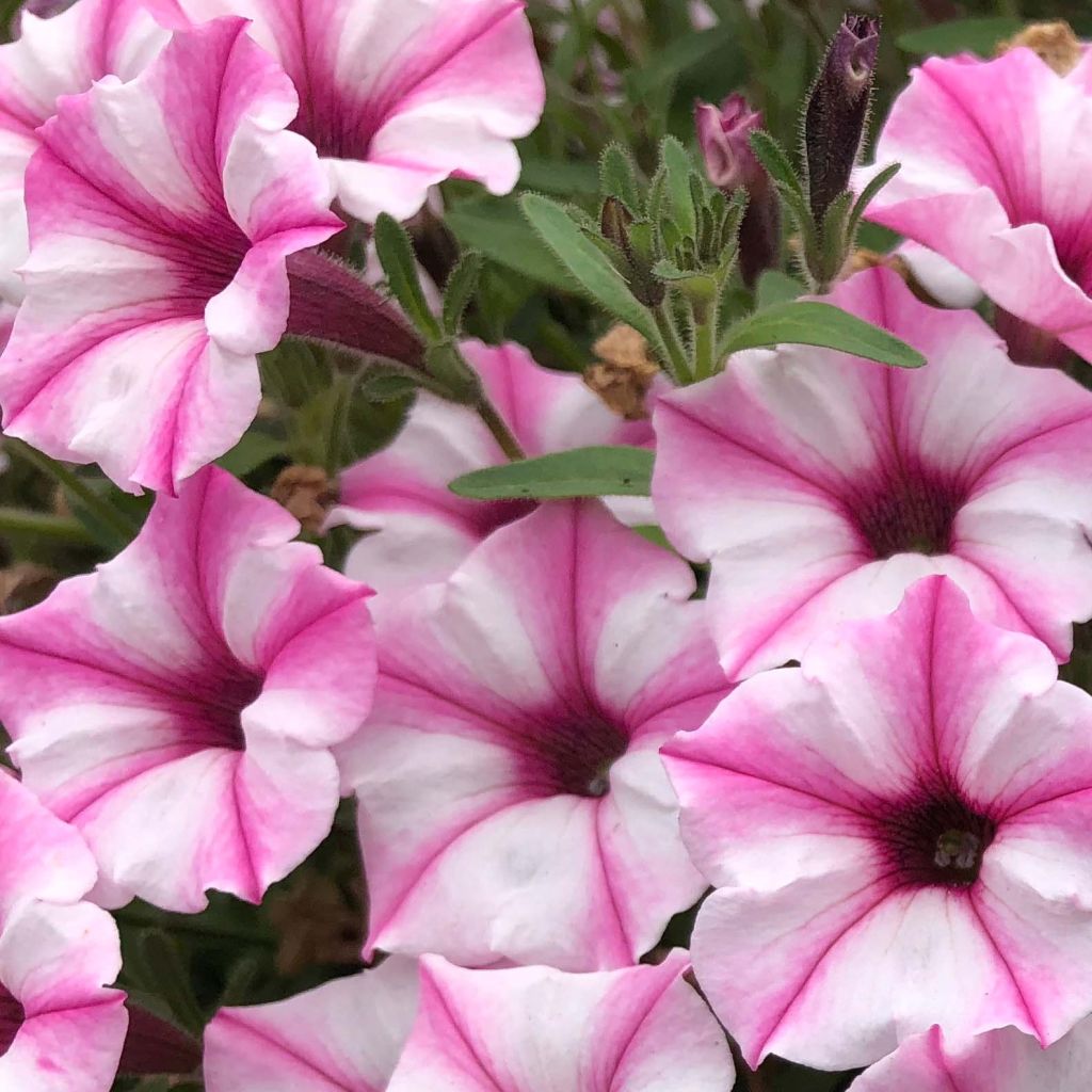 Petúnia Supertunia Pink Star
