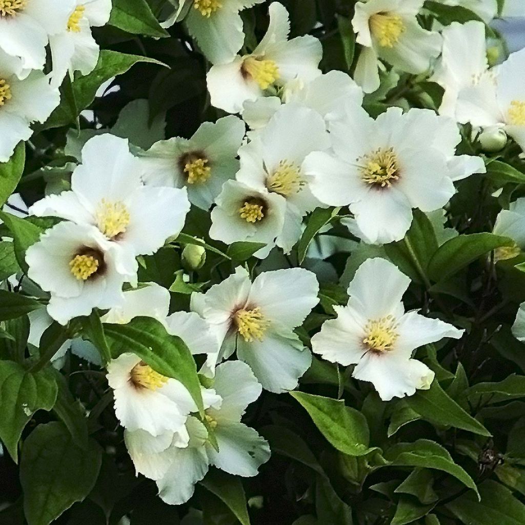 Philadelphus Belle Etoile