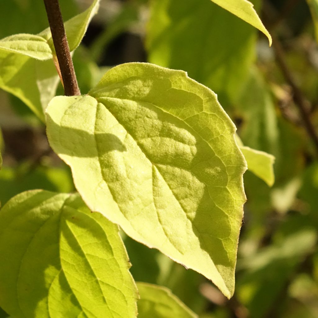 Philadelphus persica Bouquet Blanc