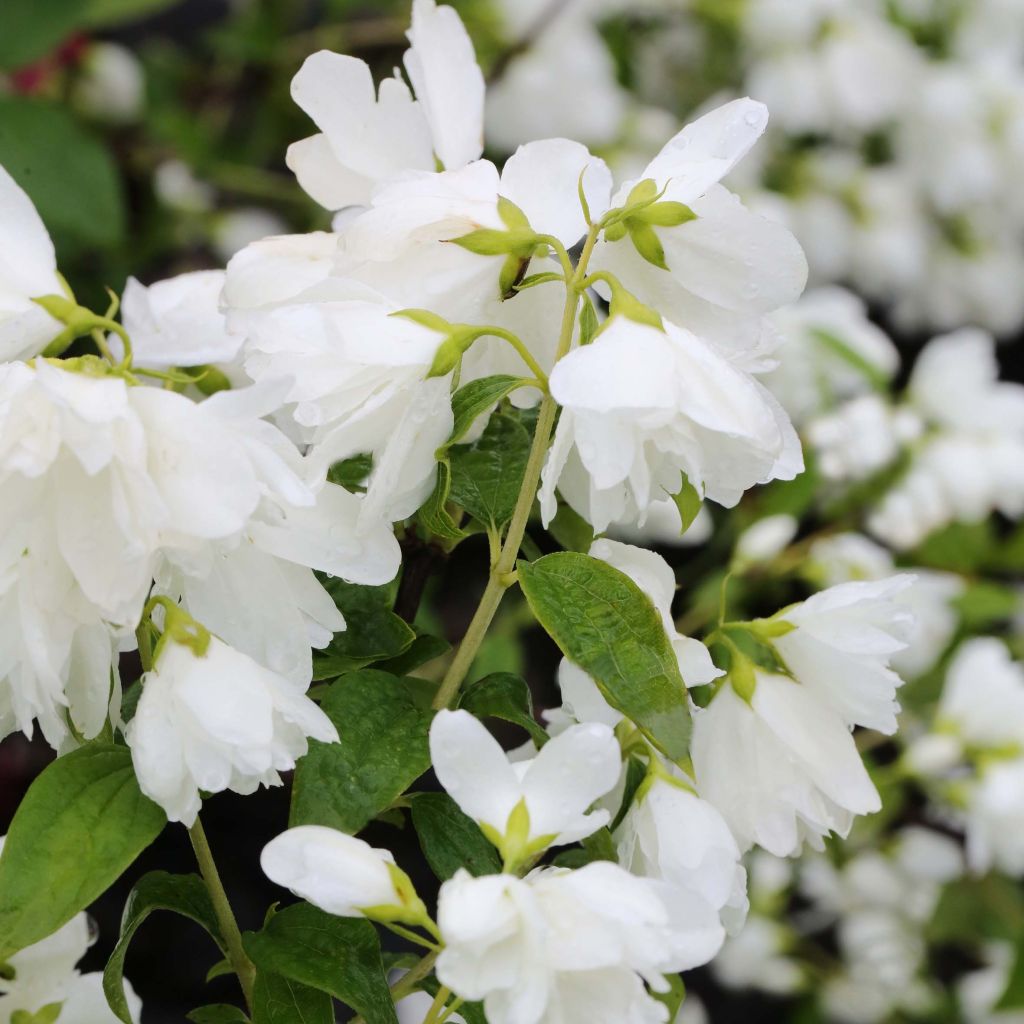 Philadelphus Little White Love