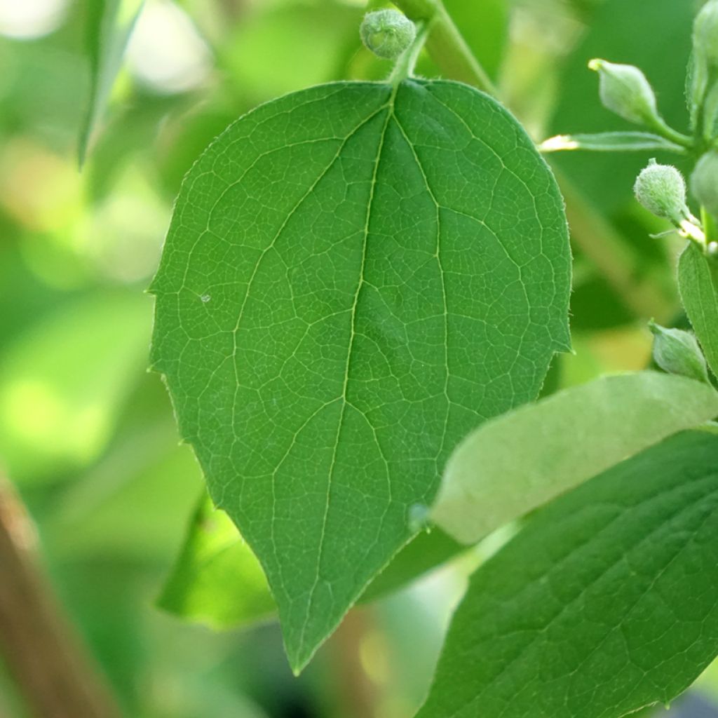 Philadelphus Virginal