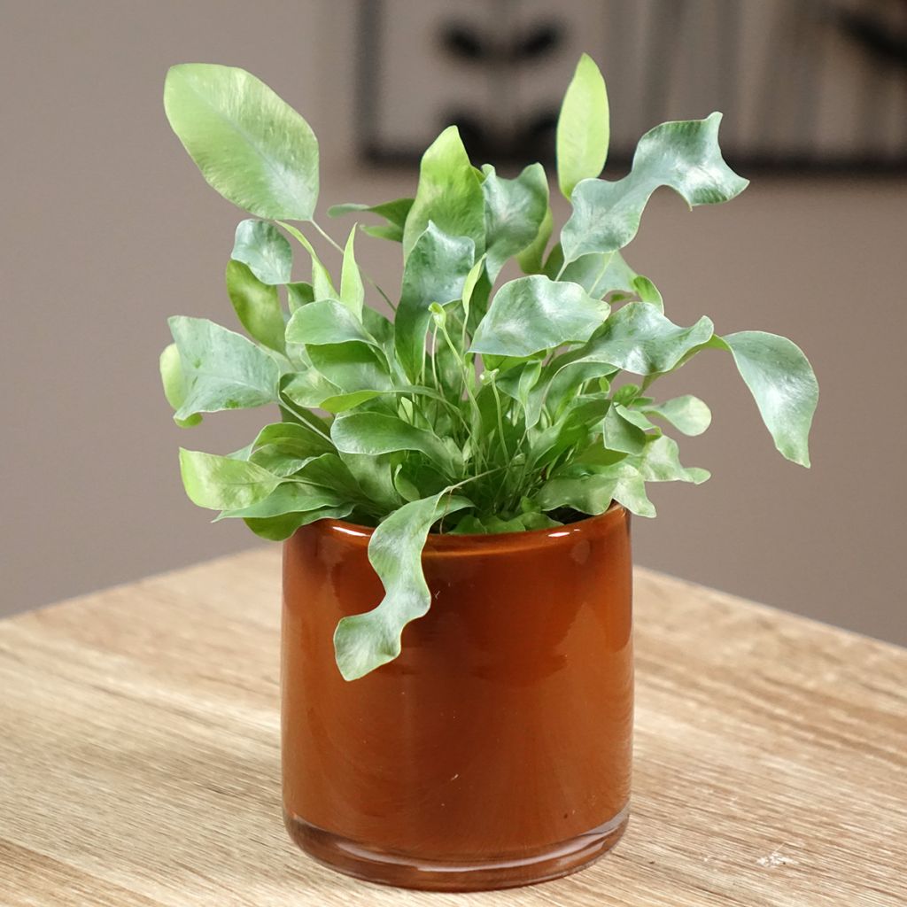Phlebodium aureum Blue Star - Feto-azul