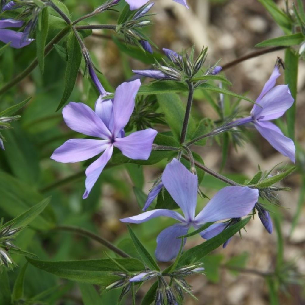 Flox-tapete Clouds of Perfume - Phlox divaricata