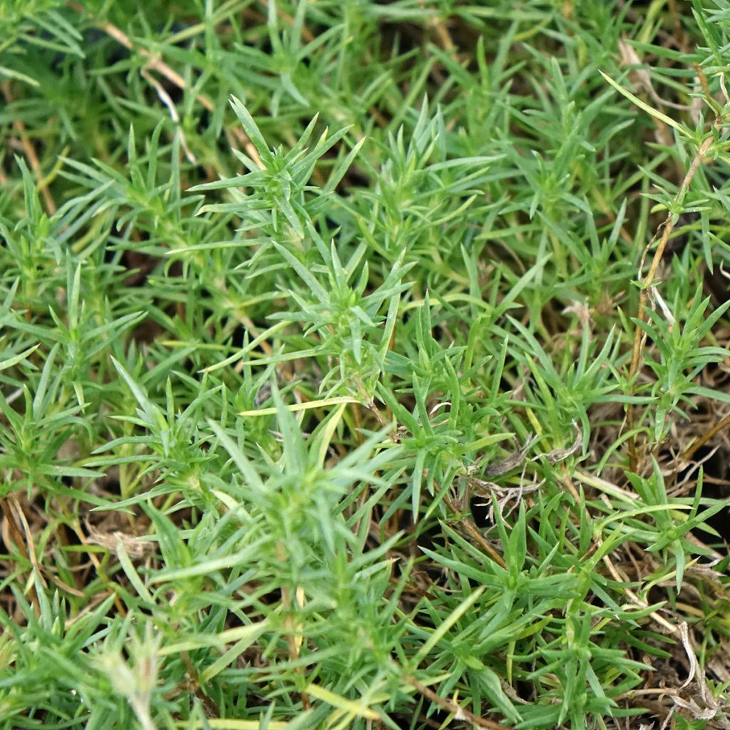 Flox-tapete Ochsenblut - Phlox douglasii