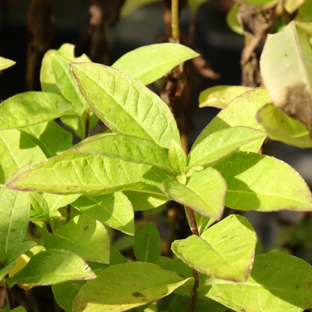 Phlox paniculata Famous Light Pink