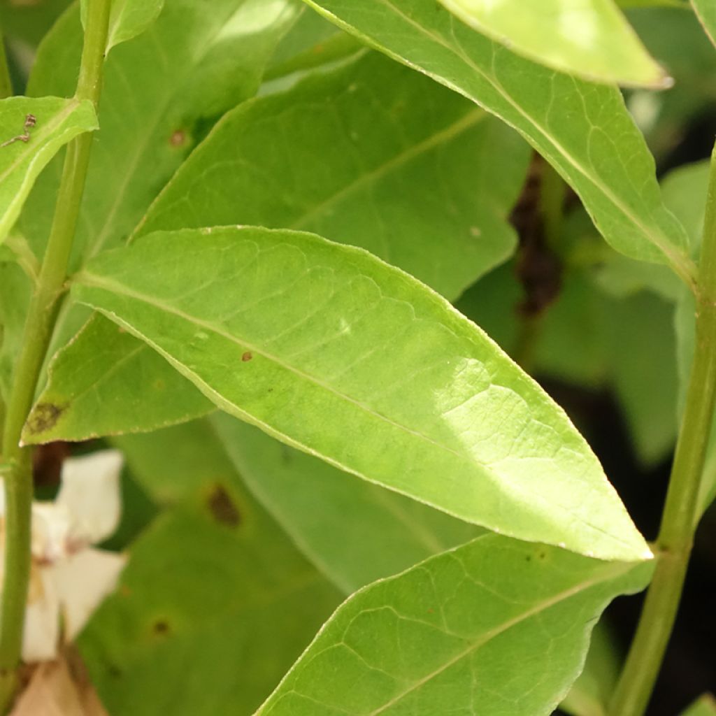 Phlox paniculata Famous Branco