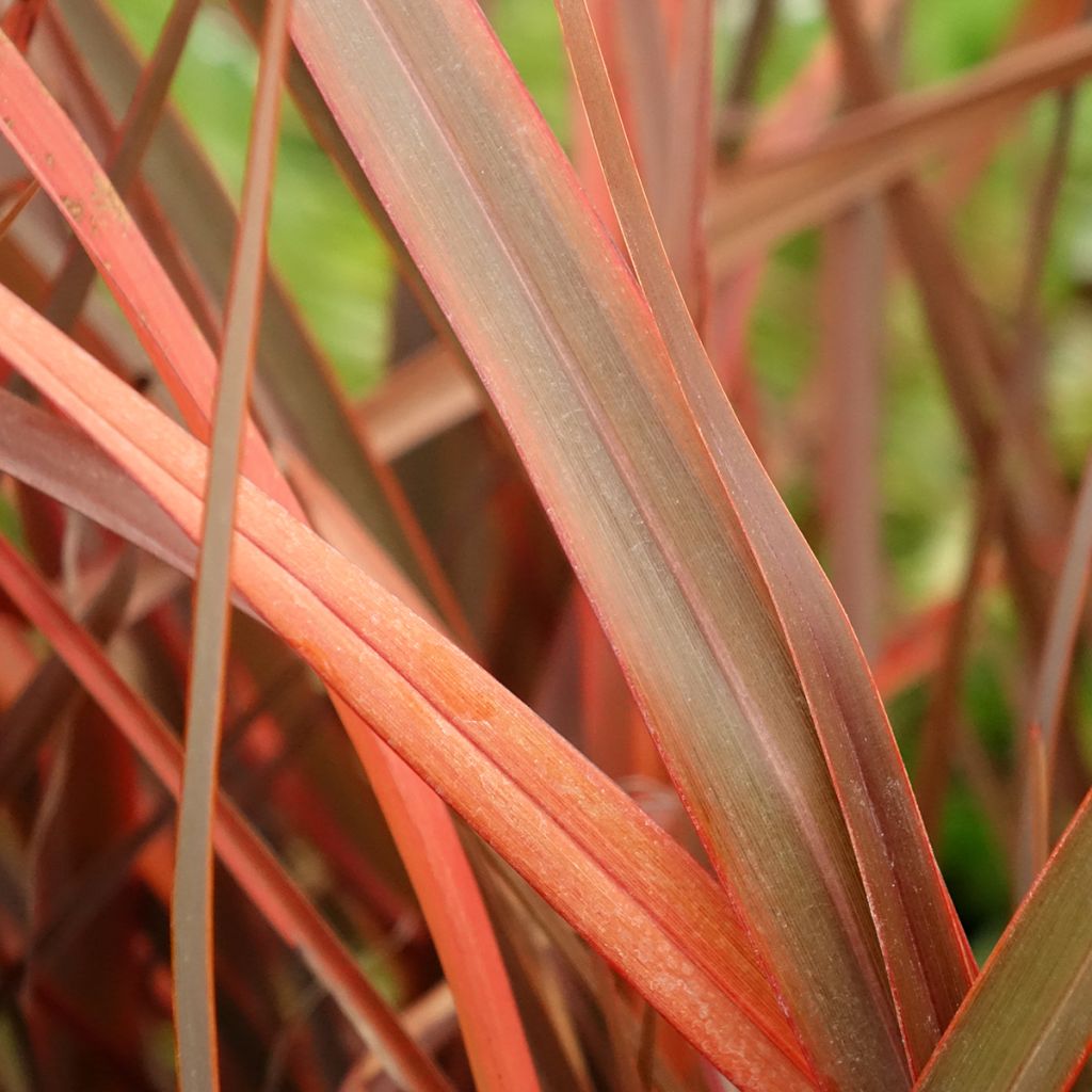 Phormium cookianum Bronze Baby