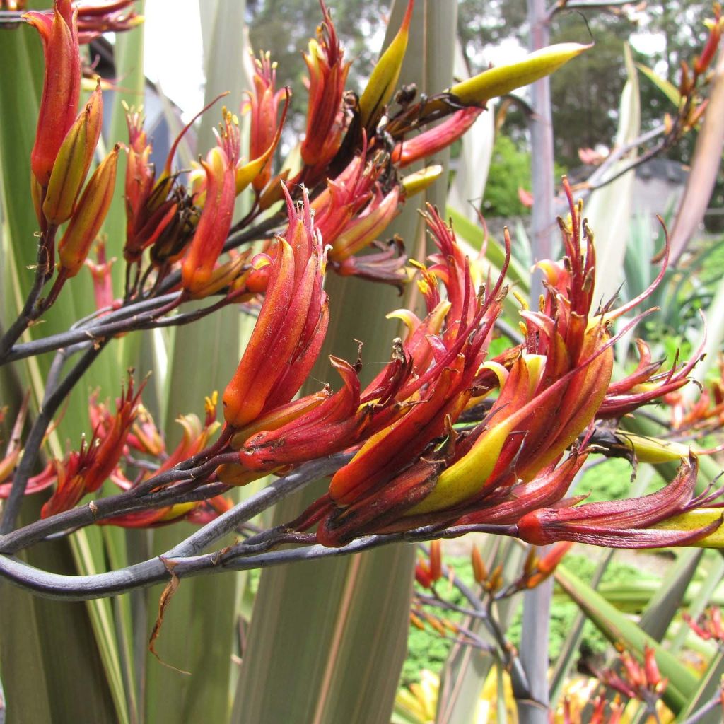 Phormium tenax