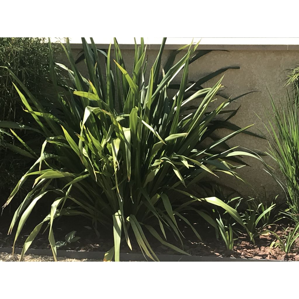 Phormium tenax