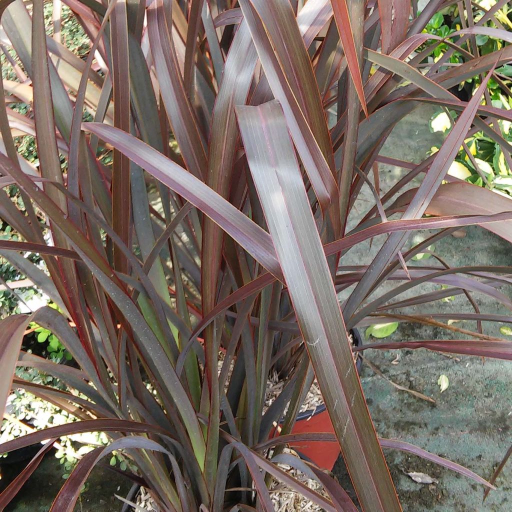 Phormium tenax Purpureum