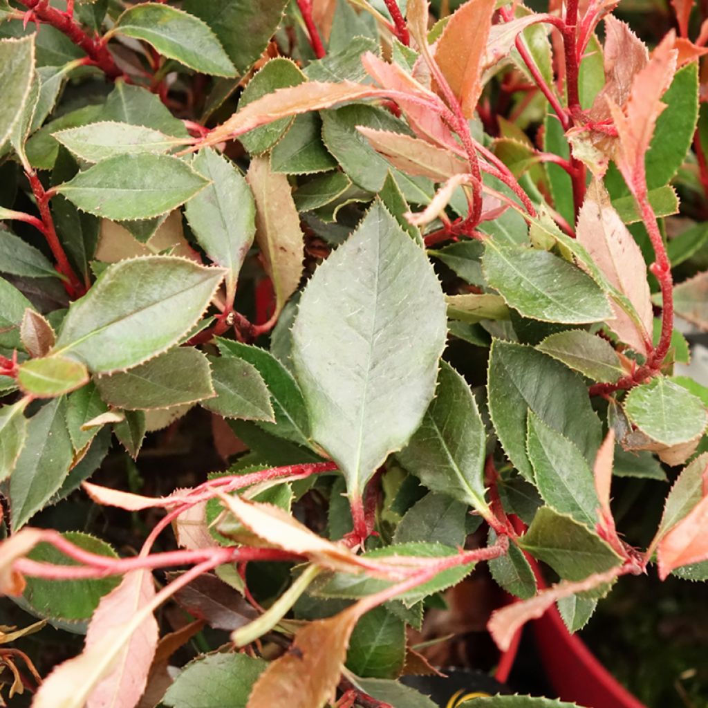 Photinia fraseri Red Ballcoon