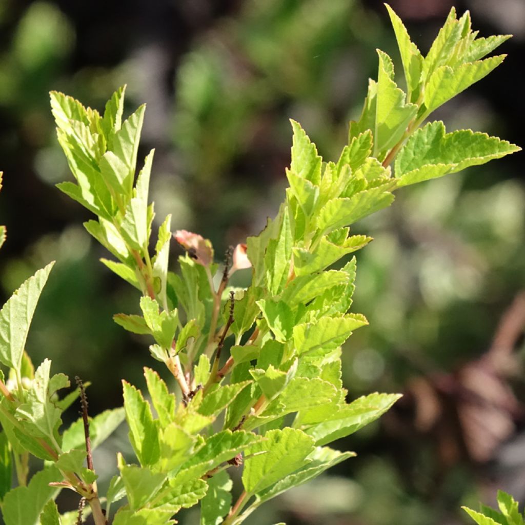 Physocarpus opulifolius Raspberry Lemonade 'ZLEYel2'