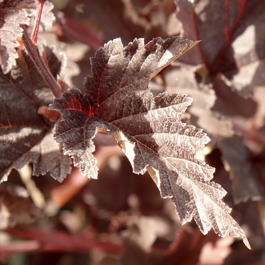 Physocarpus opulifolius Red Baron