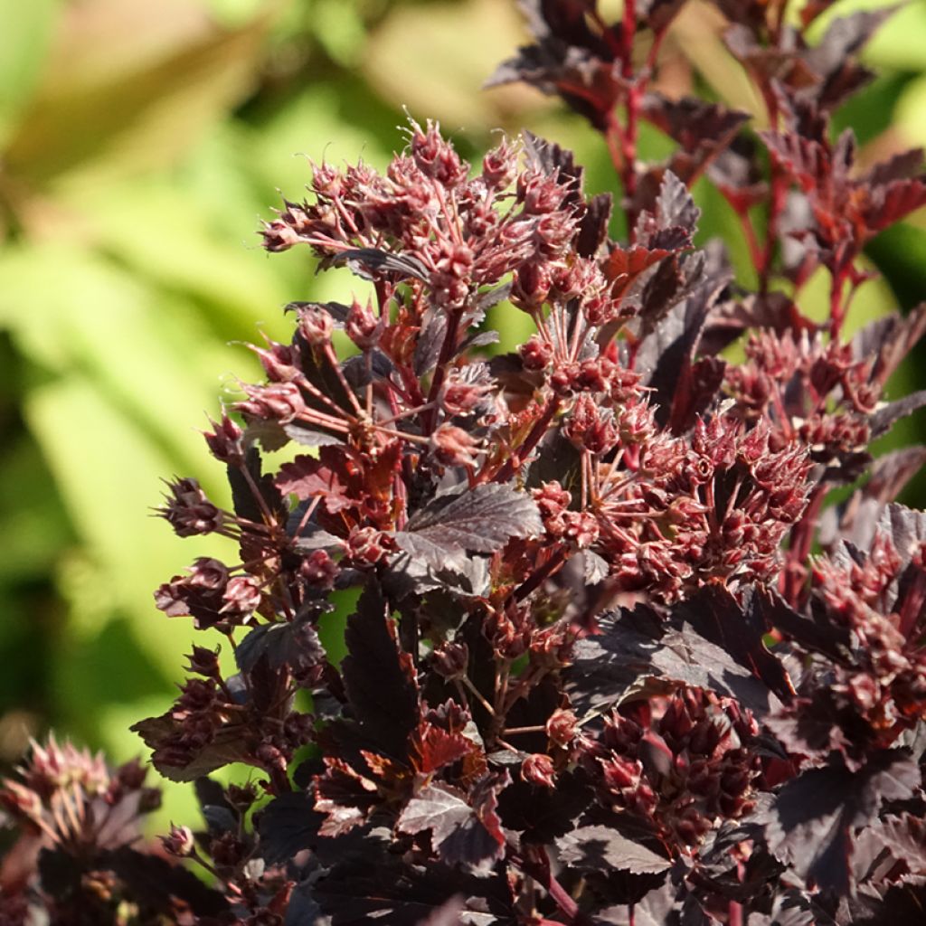 Physocarpus opulifolius Tiny Wine - Nove-cascas
