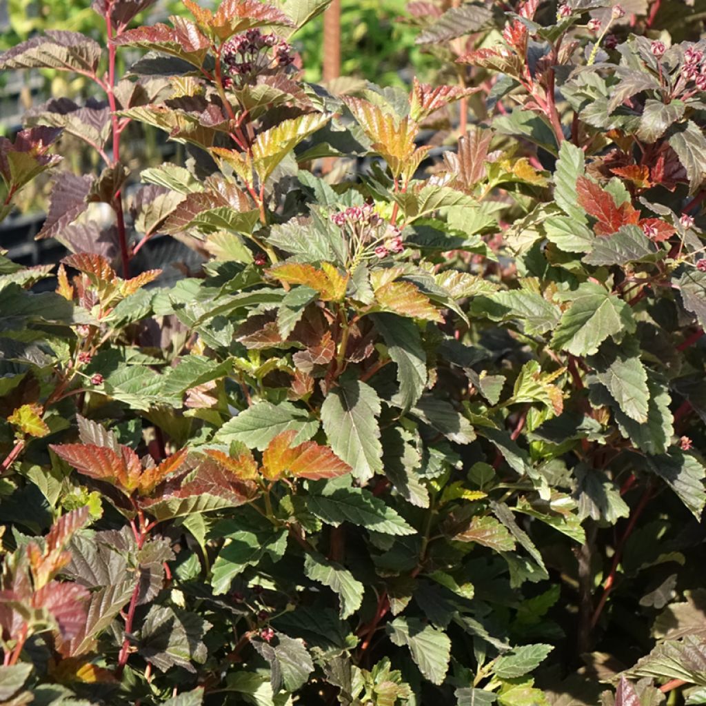 Physocarpus opulifolius Zdechovice