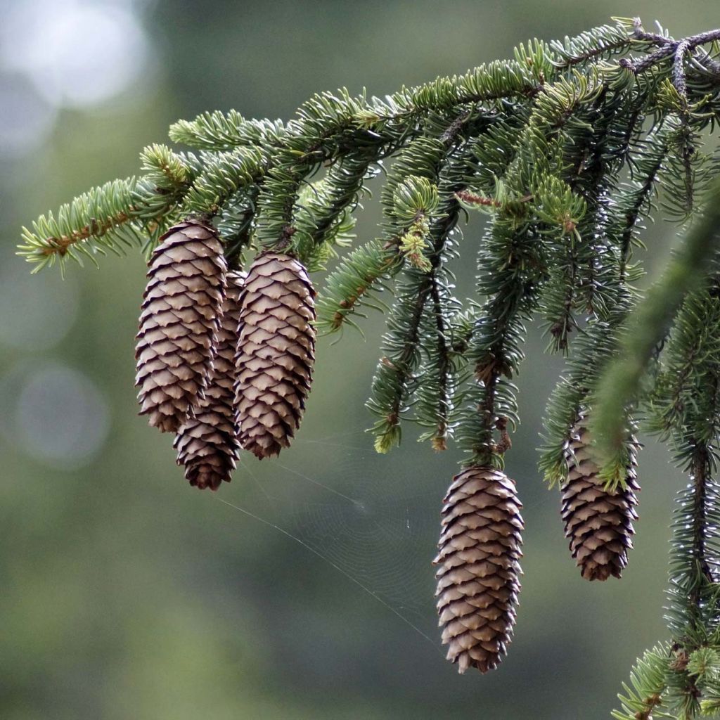 Picea abies - Pícea-europeia
