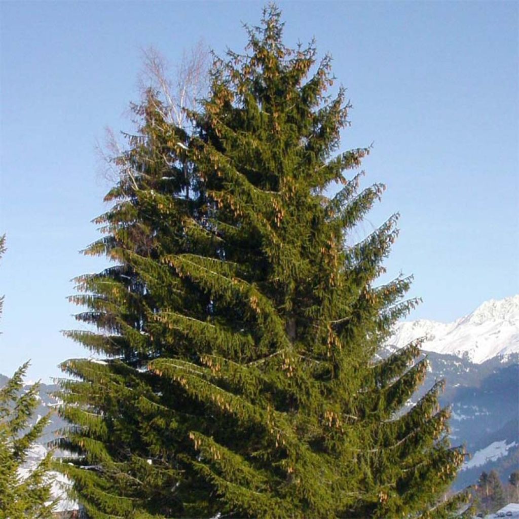 Picea abies - Pícea-europeia