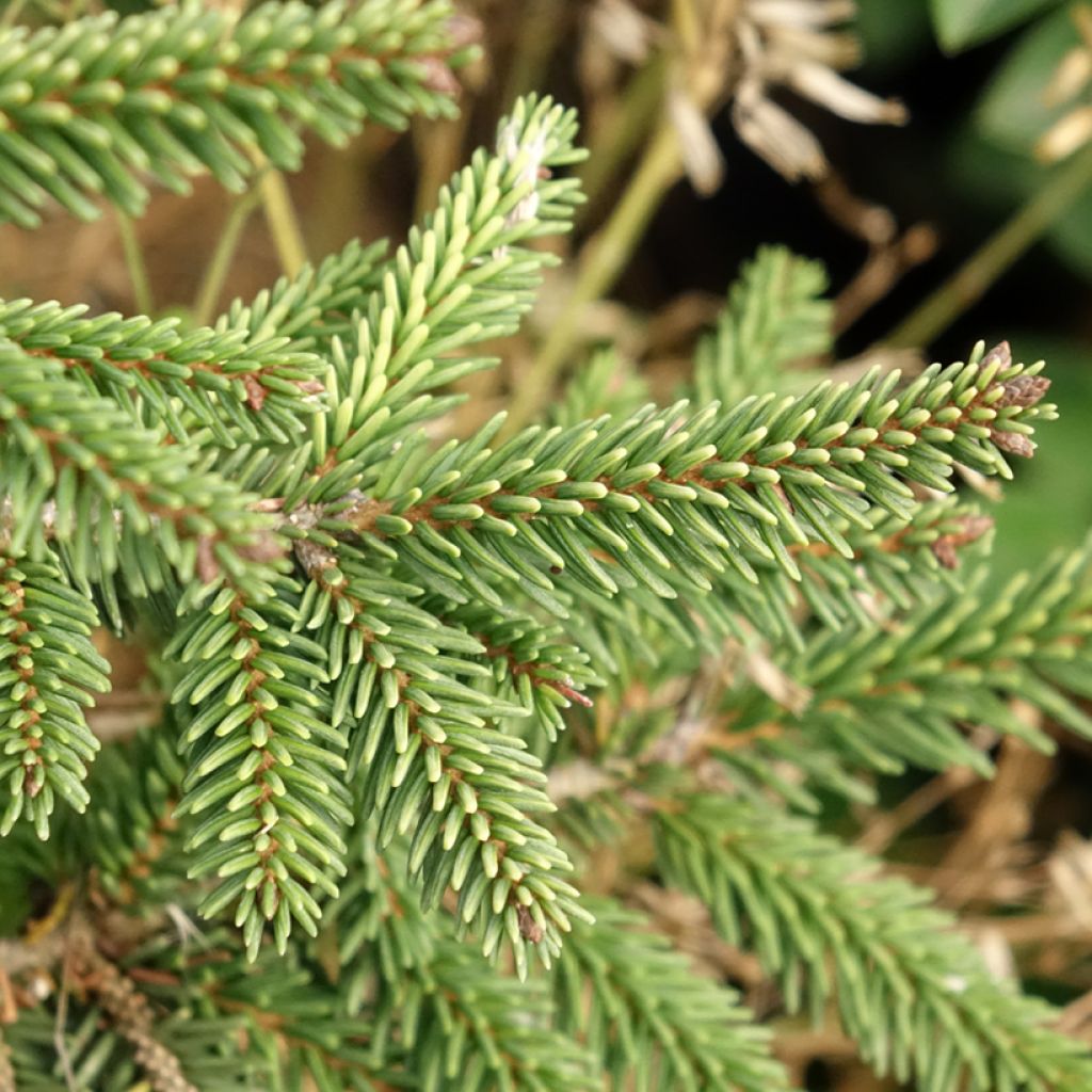 Picea orientalis Summergold