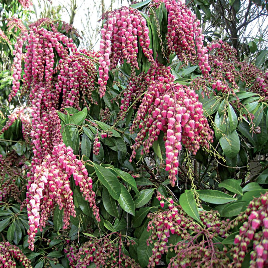 Pieris japonica Valley Valentine