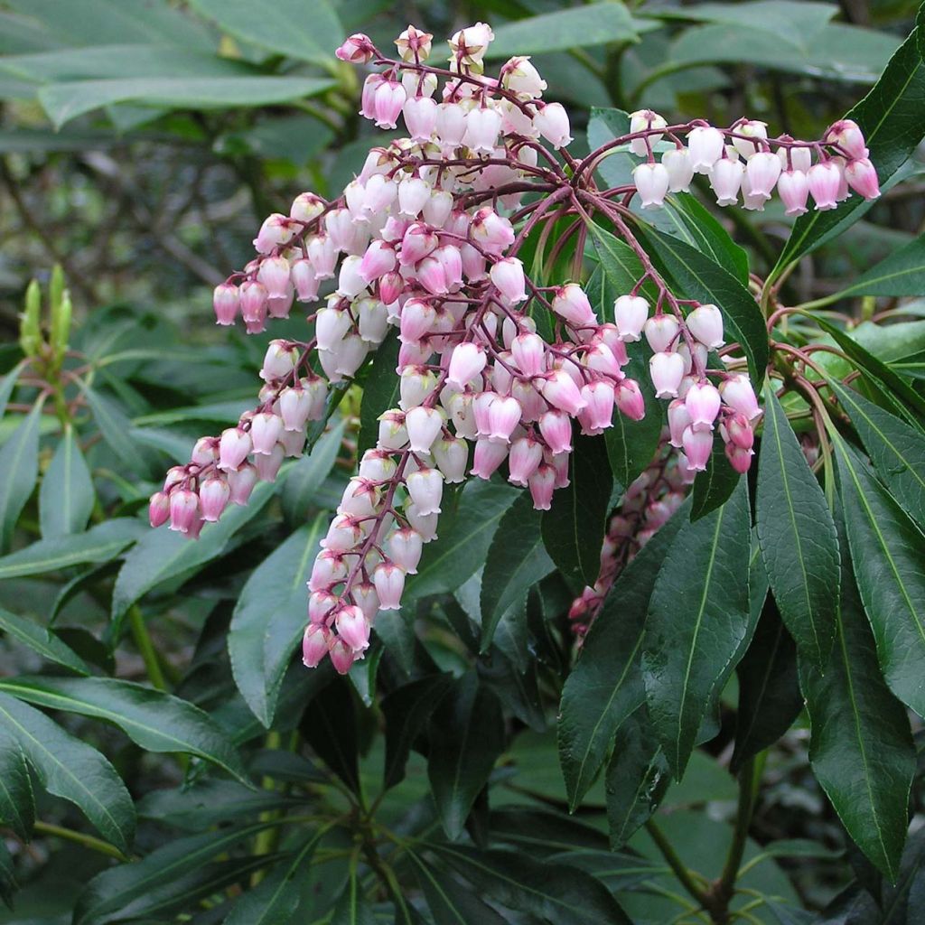 Pieris japonica Pink Passion
