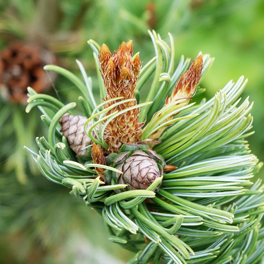Pinus parviflora Iribune