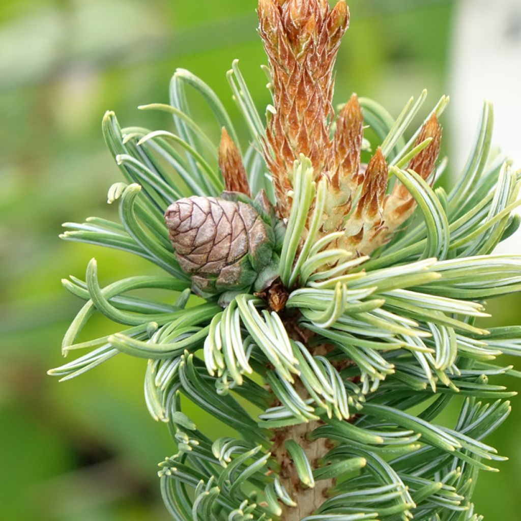 Pinus parviflora Iribune