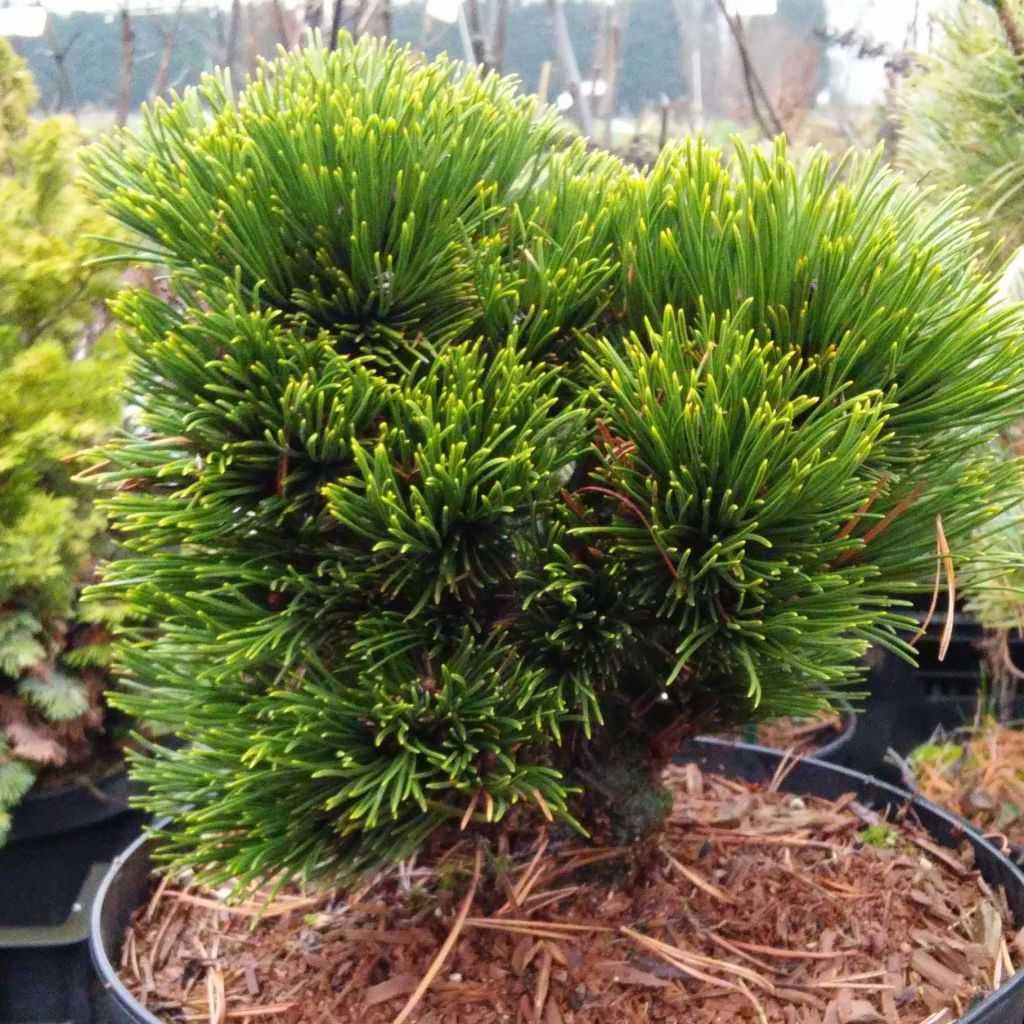 Pinus heldreichii Schmidtii