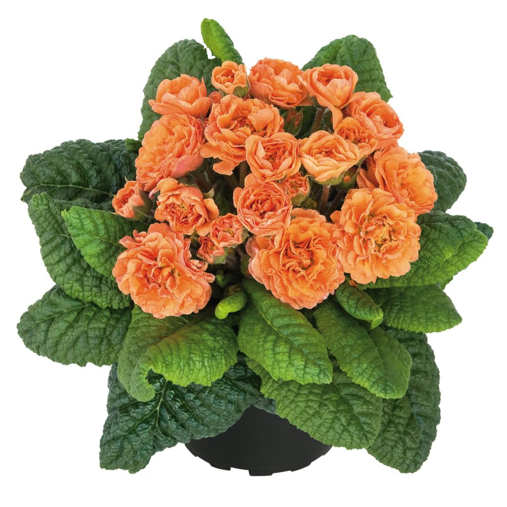 Primavera Belarina Sweet Apricot