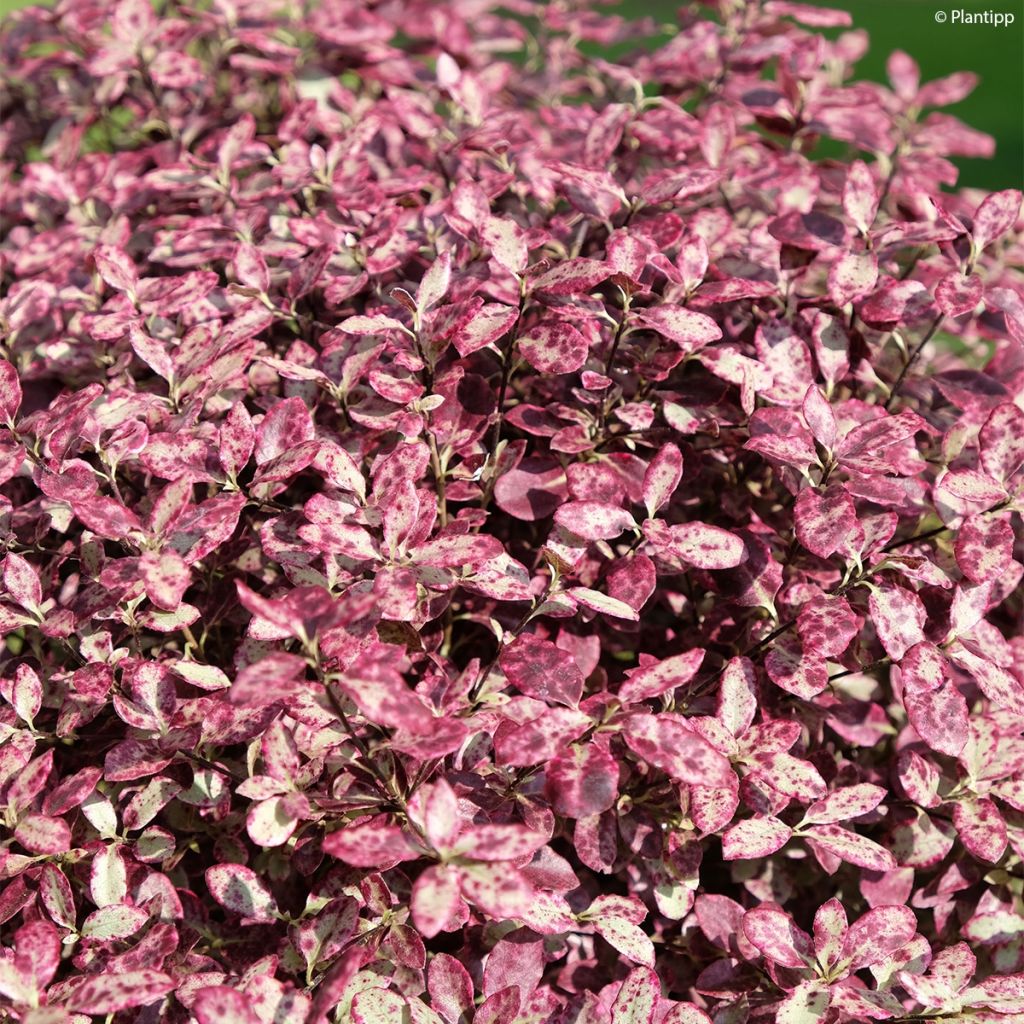 Pitósporo negro Bannow Bay