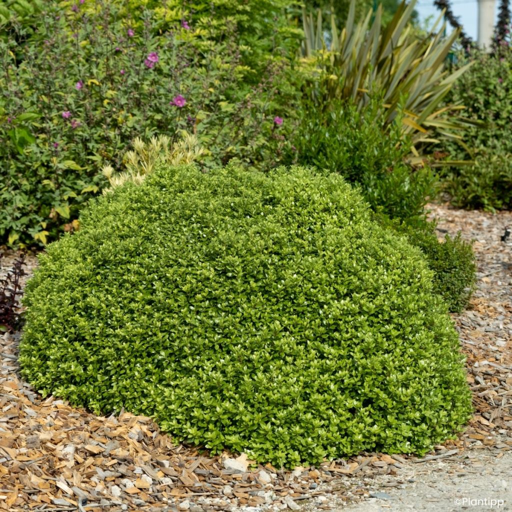 Pitósporo negro Beach Ball - Pittosporum tenuifolium