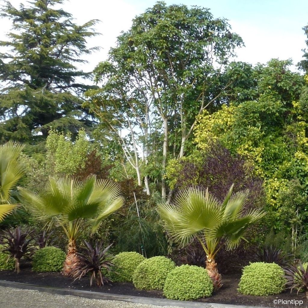Pitósporo negro Beach Ball - Pittosporum tenuifolium