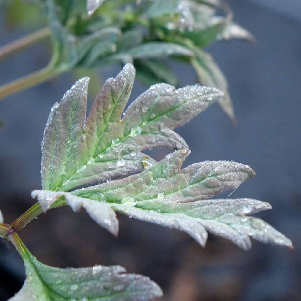 Peónia arbustiva Hai Huang