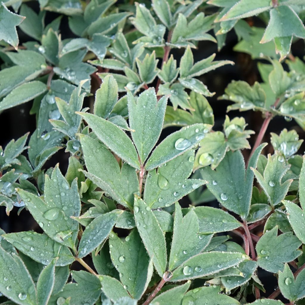 Peónia arbustiva Rou Fu Rong