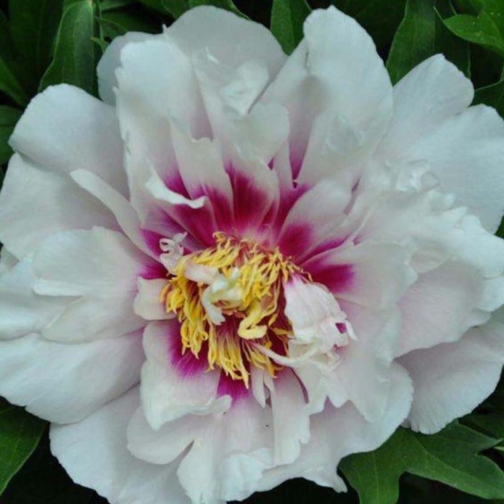 Paeonia Itoh Cora Louise